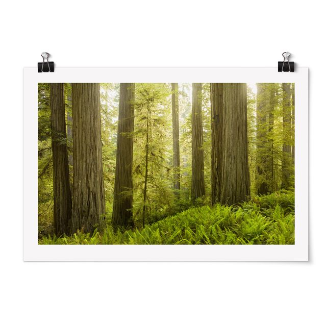 Posters paisagens Redwood State Park Forest View