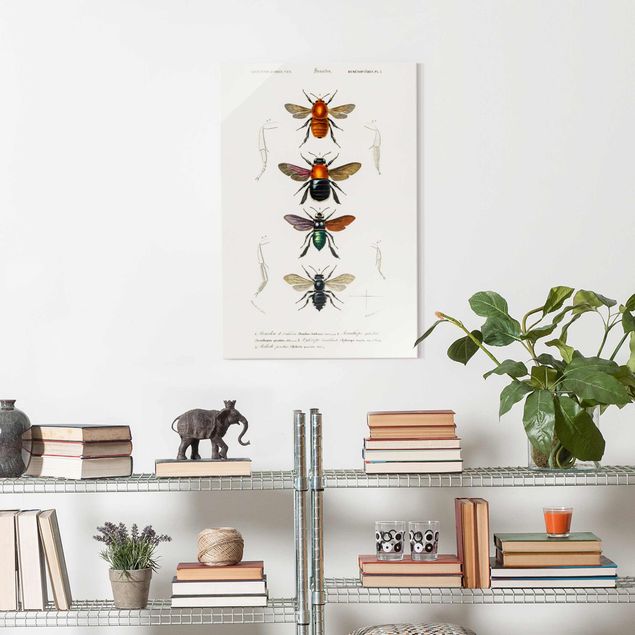 Quadros retro Vintage Board Insects