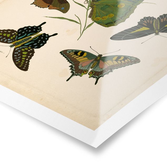 Quadros em turquesa Vintage Illustration Exotic Butterflies