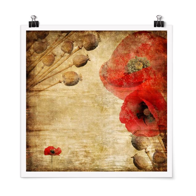 Posters flores Poppy Flower