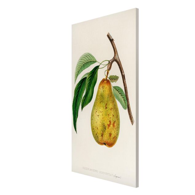 Quadros magnéticos flores Botany Vintage Illustration Yellow Pear