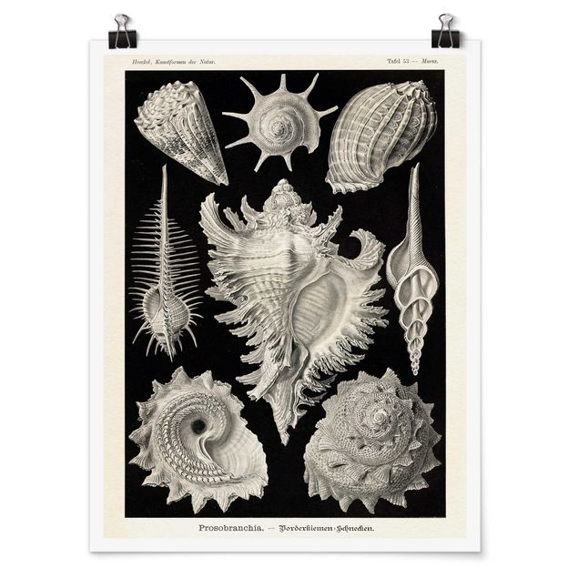 quadros sobre o mar Vintage Board Mussels I
