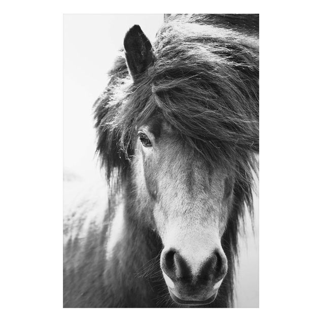 quadro de cavalo Icelandic Horse In Black And White
