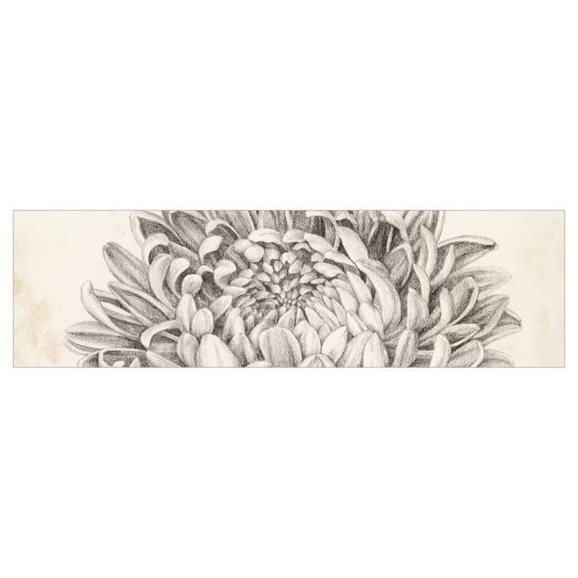 Backsplash de cozinha Botanical Study Chrysanthemum II