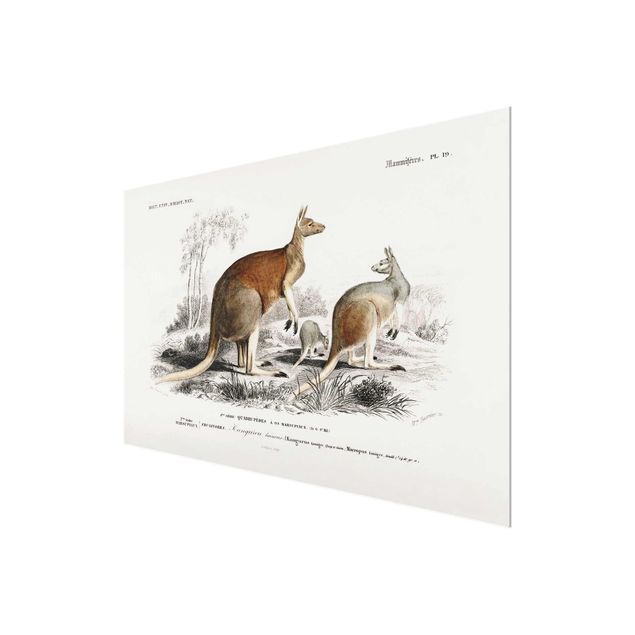 Quadros em marrom Vintage Board Kangaroo