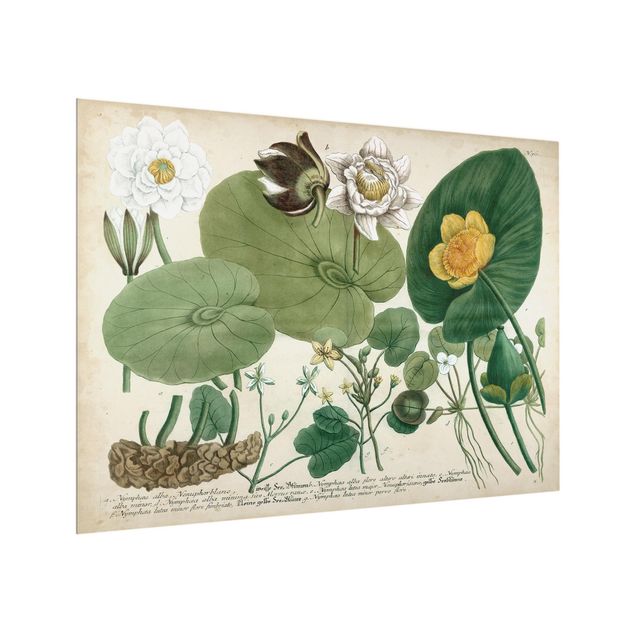 painéis antisalpicos Vintage Illustration White Water-Lily