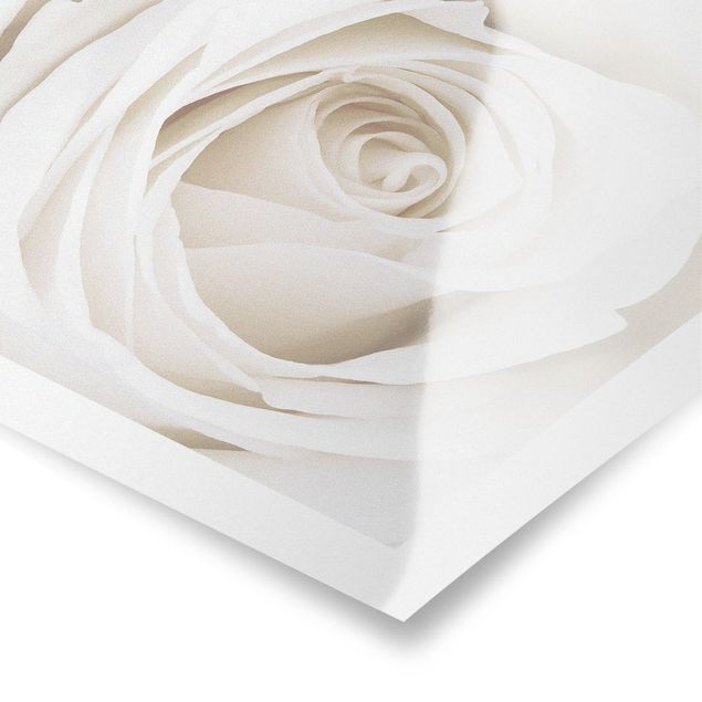 decoração quadros Pretty White Rose