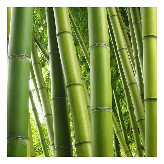 quadro de árvore Bamboo Trees No.1