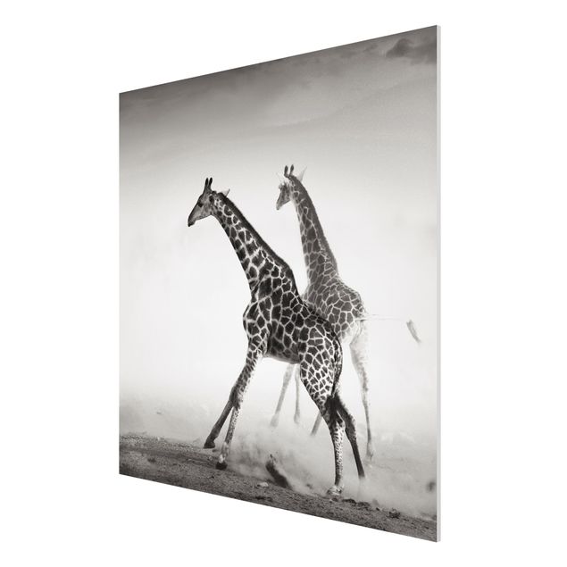 quadros decorativos para sala modernos Giraffe Hunt
