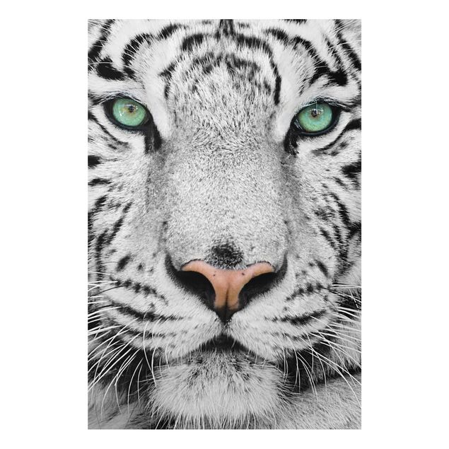 Quadros tigres White Tiger