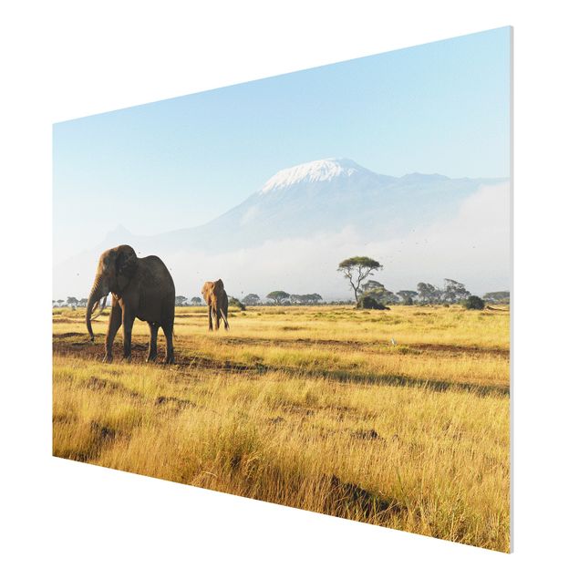 Quadros paisagens Elephants In Front Of The Kilimanjaro In Kenya