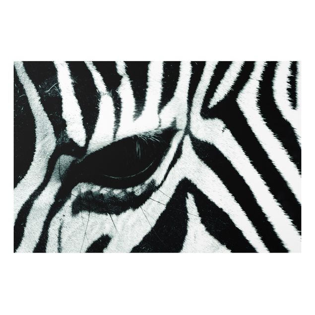 Quadros zebras Zebra Crossing