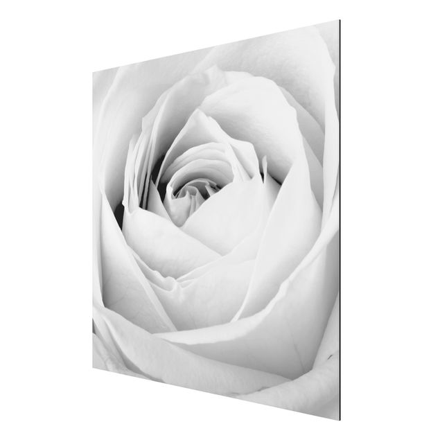 quadros de flores Close Up Rose