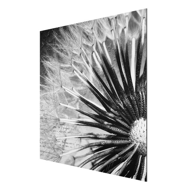 quadros flores Dandelion Black & White