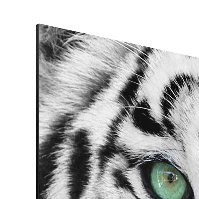 quadros em preto e branco White Tiger