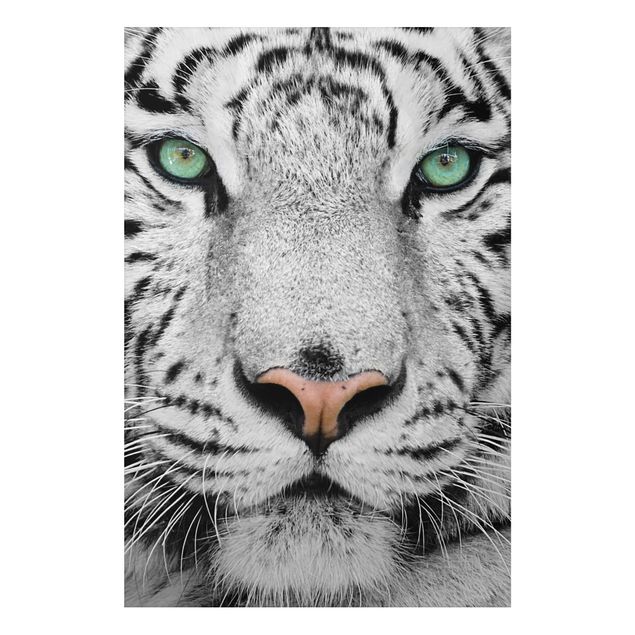 Quadros tigres White Tiger