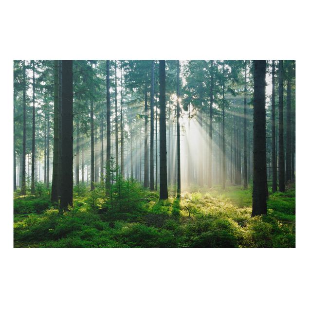 Quadros árvores Enlightened Forest