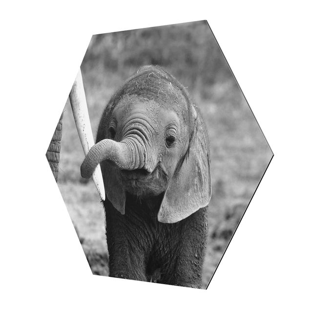 Quadros decorativos Baby Elephant