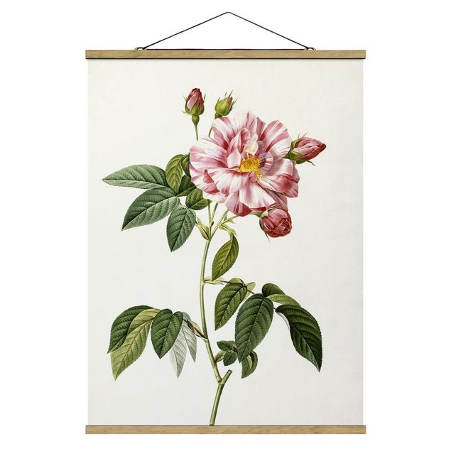 quadro com flores Pierre Joseph Redoute - Pink Gallica Rose