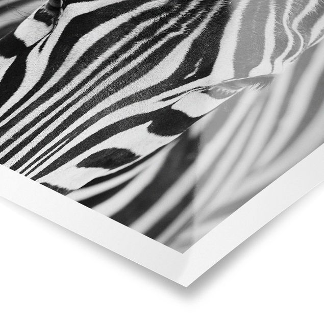 quadros em preto e branco Zebra Look