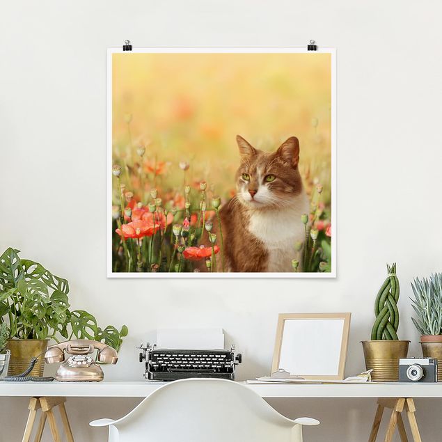 decoraçao para parede de cozinha Cat In A Field Of Poppies
