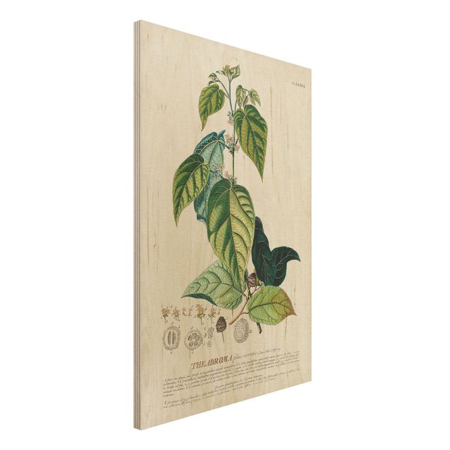decoraçao para parede de cozinha Vintage Botanical Illustration Cocoa