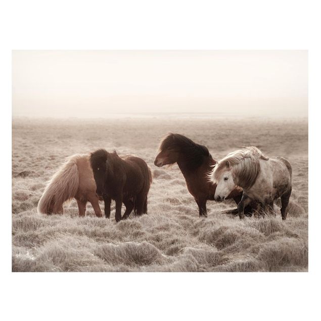 Quadros cavalos Wild Icelandic Horse