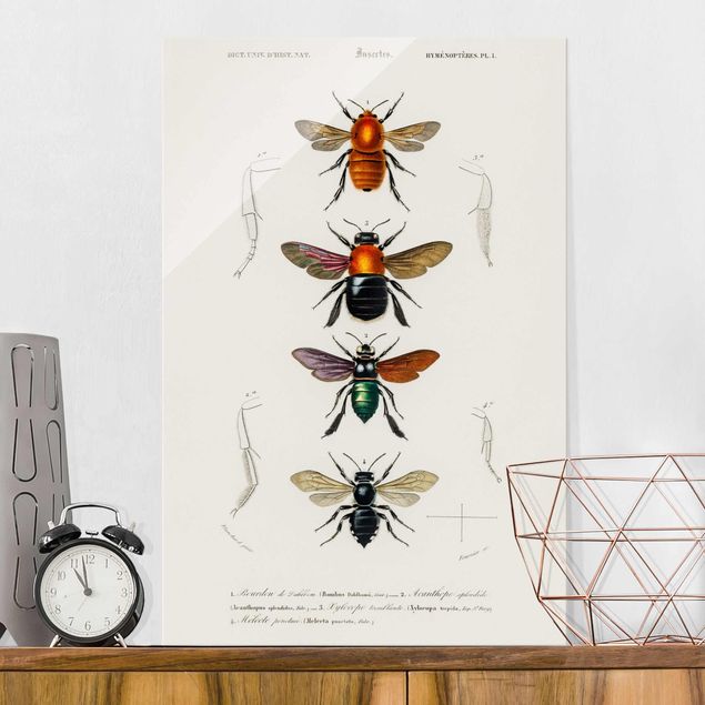 decoraçao para parede de cozinha Vintage Board Insects