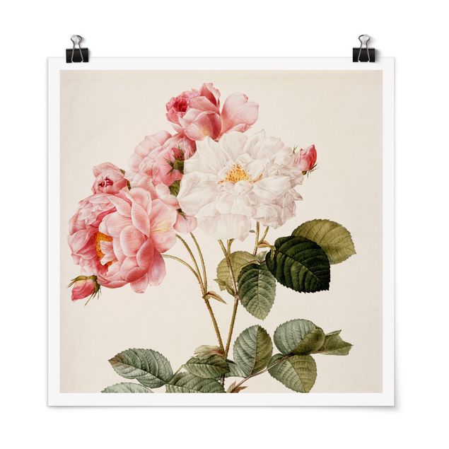 Posters flores Pierre Joseph Redoute - Pink Damascena