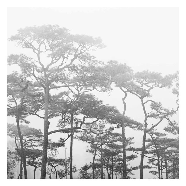 Mural de parede Treetops In Fog Black And White