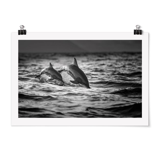 Posters animais Two Jumping Dolphins