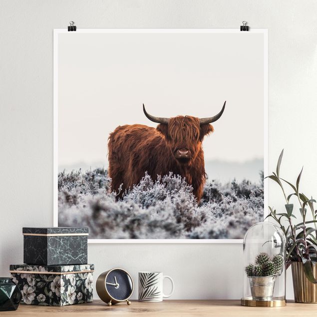 Posters animais Bison In The Highlands