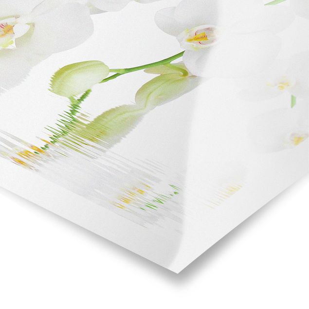 decoração quadros Spa Orchid - White Orchid
