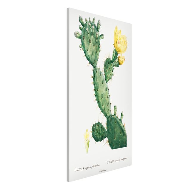 decoraçao para parede de cozinha Botany Vintage Illustration Cactus With Yellow Flower