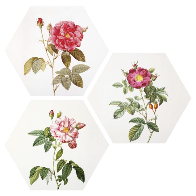 quadro com flores Pierre Joseph Redouté - Roses