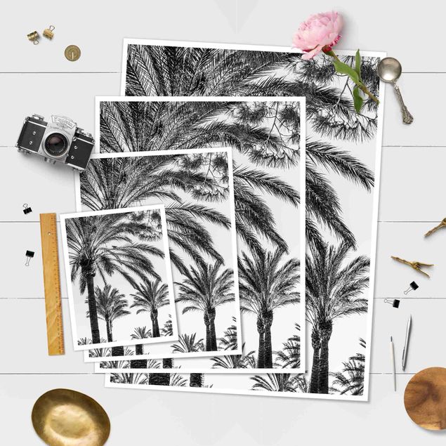 decoração quadros Palm Trees At Sunset Black And White
