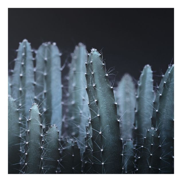 Painel anti-salpicos de cozinha Desert Cactus At Night
