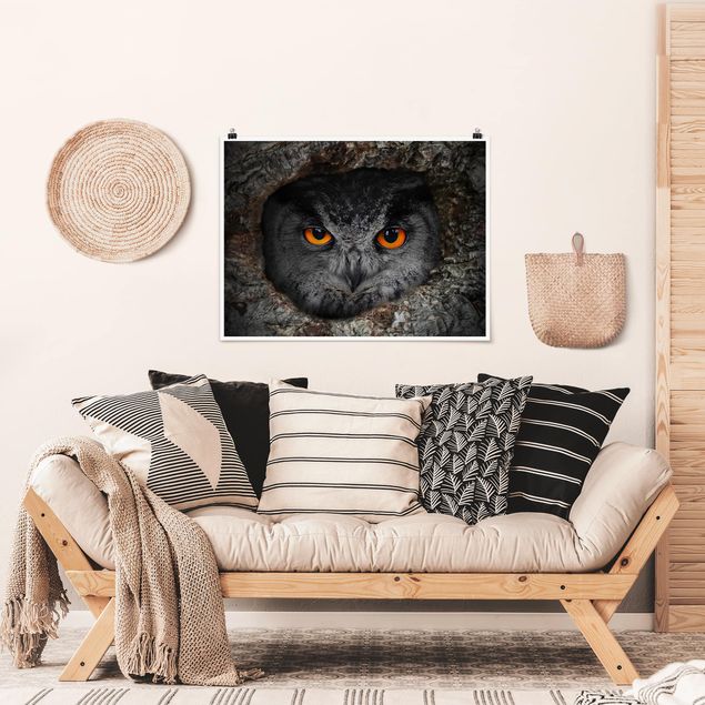 Posters animais Watching Owl