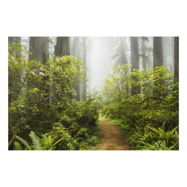 Quadros natureza Misty Forest Path