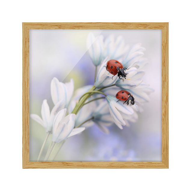 quadro com flores Ladybird Couple