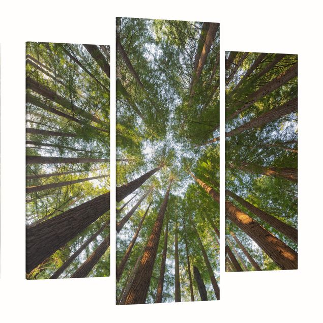 quadros 3d efeito tridimensional Sequoia Tree Tops