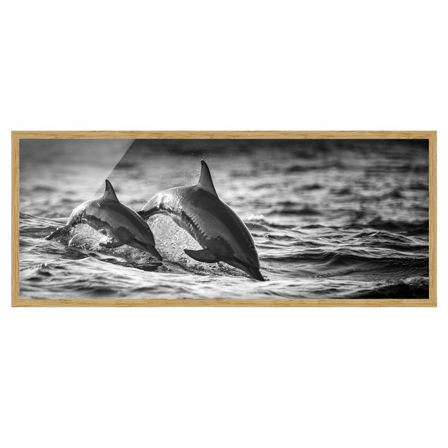 Quadros com moldura animais Two Jumping Dolphins