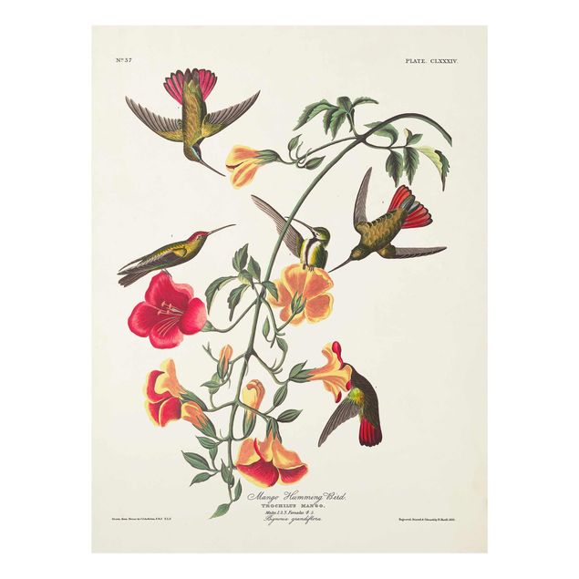decoração quadros Vintage Board Mango Hummingbirds
