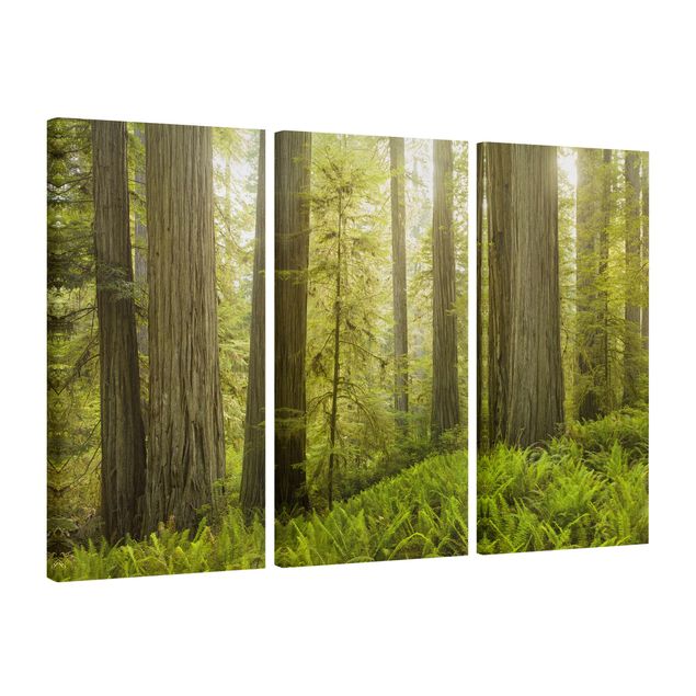 Telas decorativas paisagens Redwood State Park Forest View