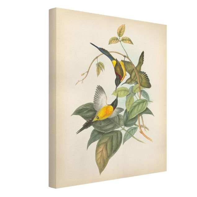 Quadros florais Vintage Illustration Tropical Birds IV
