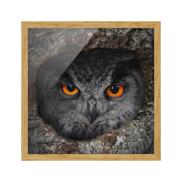 Quadros abstratos Watching Owl