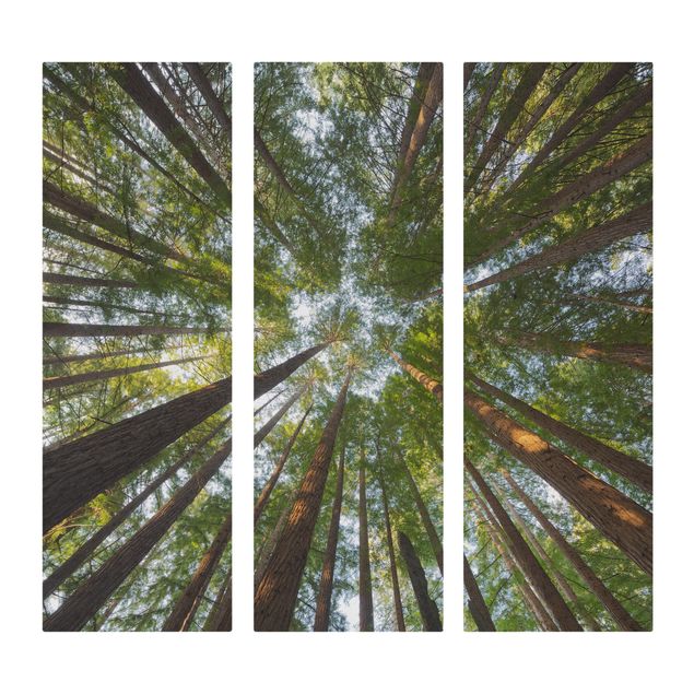 quadro com paisagens Sequoia Tree Tops