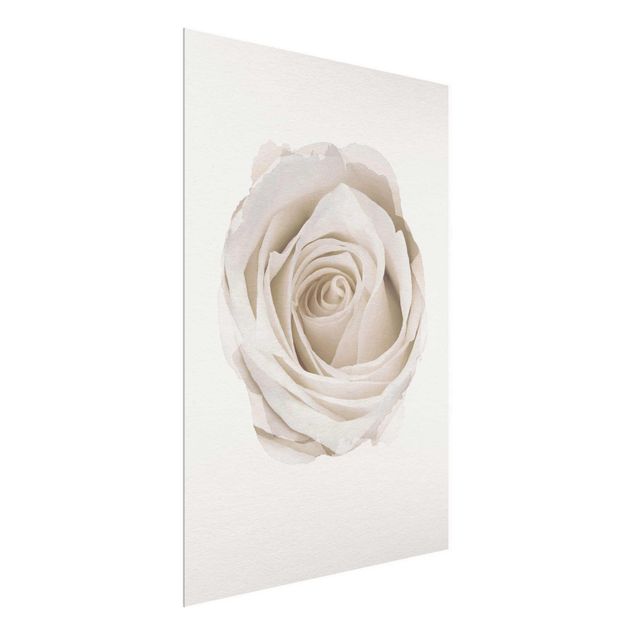 Quadros em vidro flores WaterColours - Pretty White Rose
