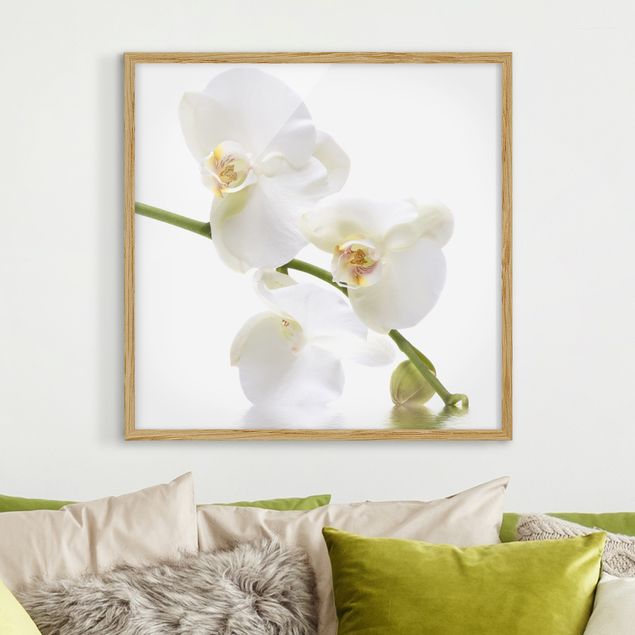 Quadros orquídeas White Orchid Waters