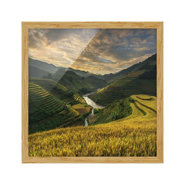 quadro com paisagens Rice Plantations In Vietnam